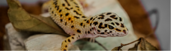 Leopard gecko